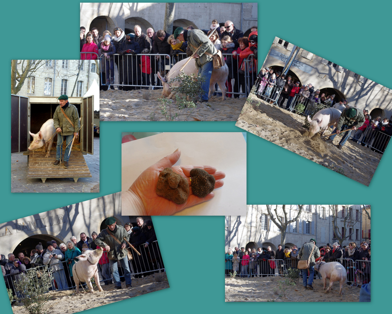 Démonstration du Cavage des truffes