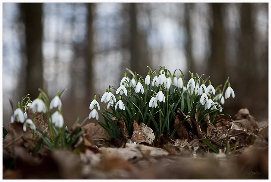 ~ demonstration für den frühling ~