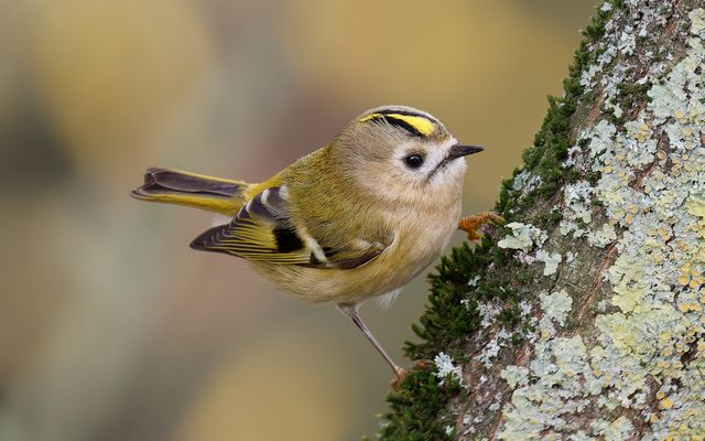 Dem/r Geduldigen winkt das Glück :-)
