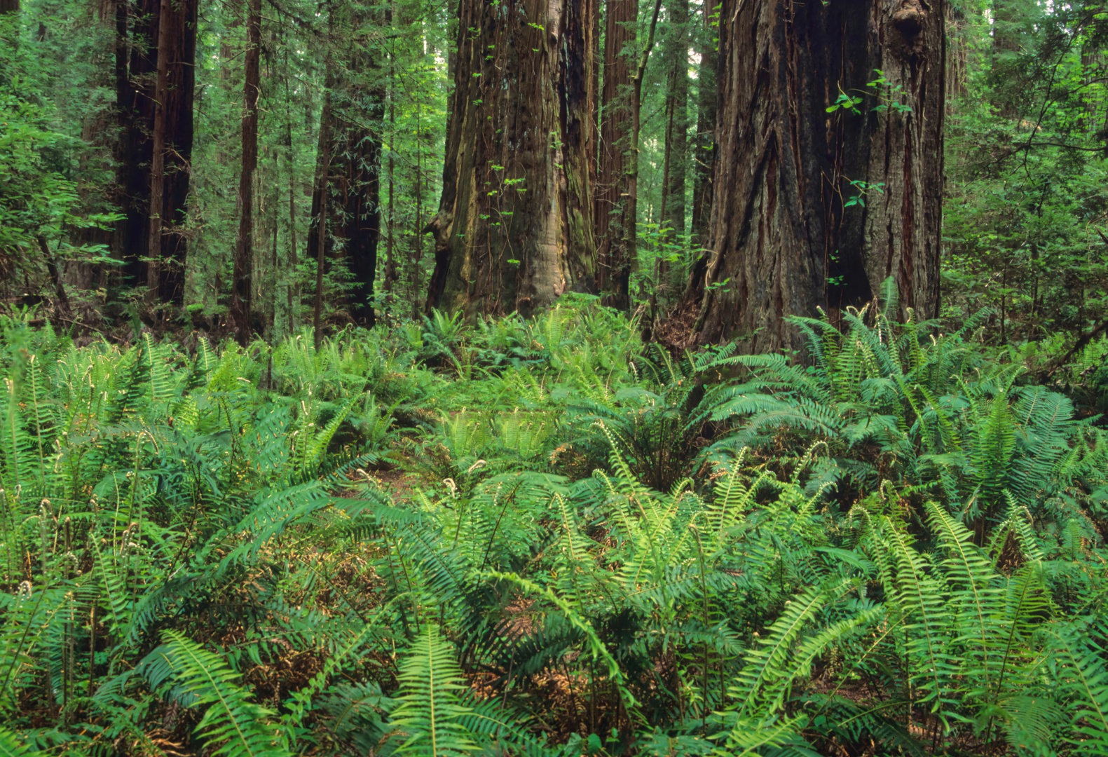 Demütige Ehrfurcht: Meine Begegnung mit den Redwoods entlang der Westküste USA