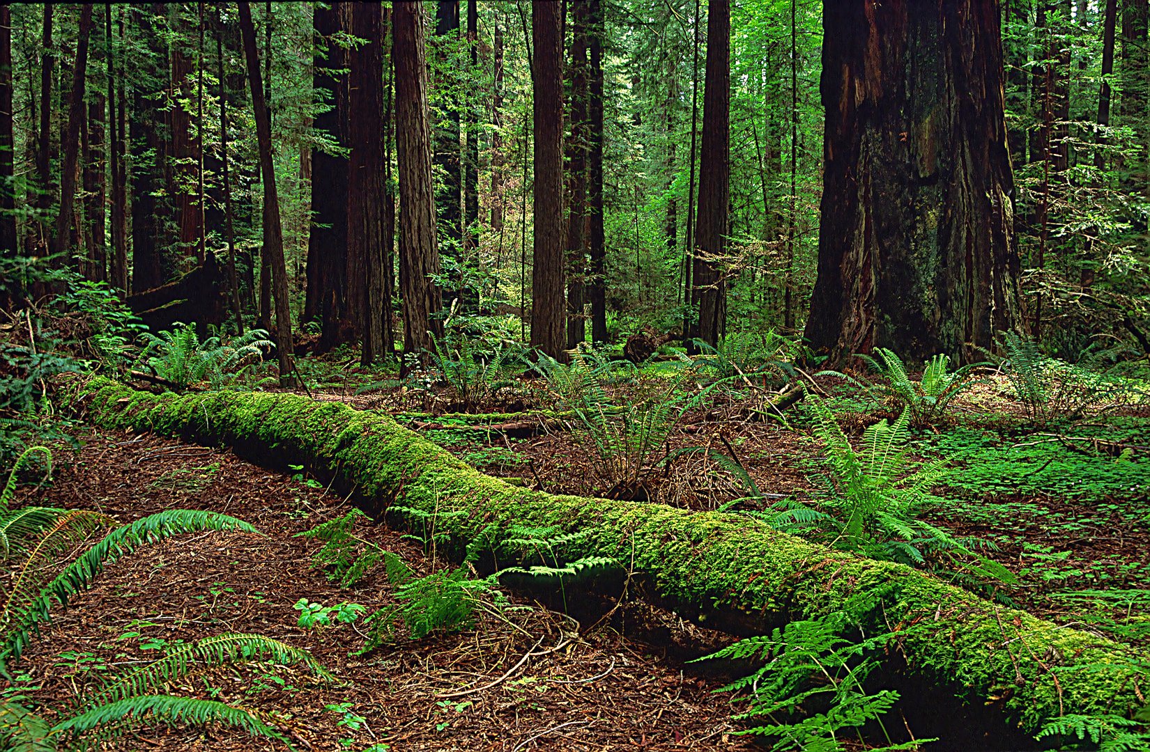 Demütige Ehrfurcht: Meine Begegnung mit den Redwoods entlang der Westküste USA