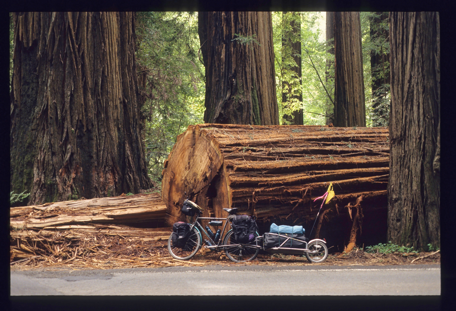 Demütige Ehrfurcht: Meine Begegnung mit den Redwoods entlang der Westküste USA