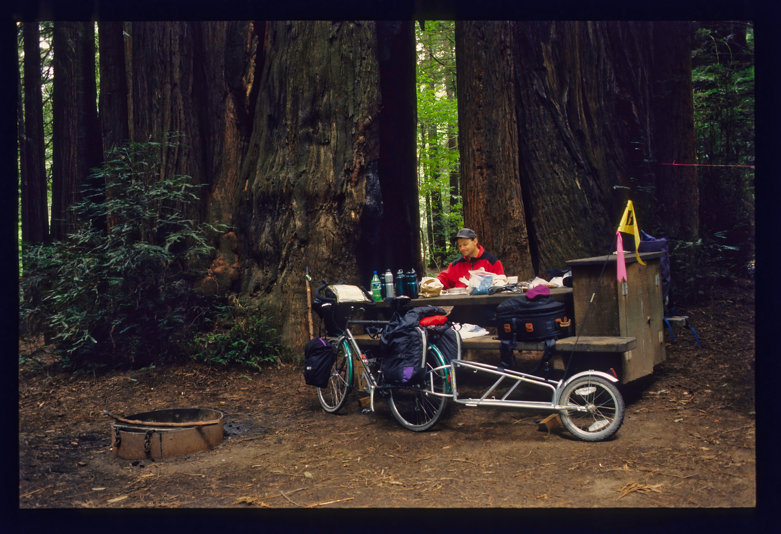 Demütige Ehrfurcht: Meine Begegnung mit den Redwoods entlang der Westküste USA