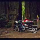 Demütige Ehrfurcht: Meine Begegnung mit den Redwoods entlang der Westküste USA