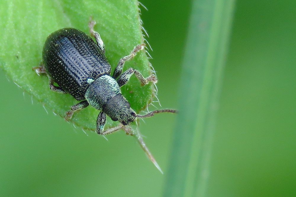 Den 4mm großen Grünkragen-Blattrüssler