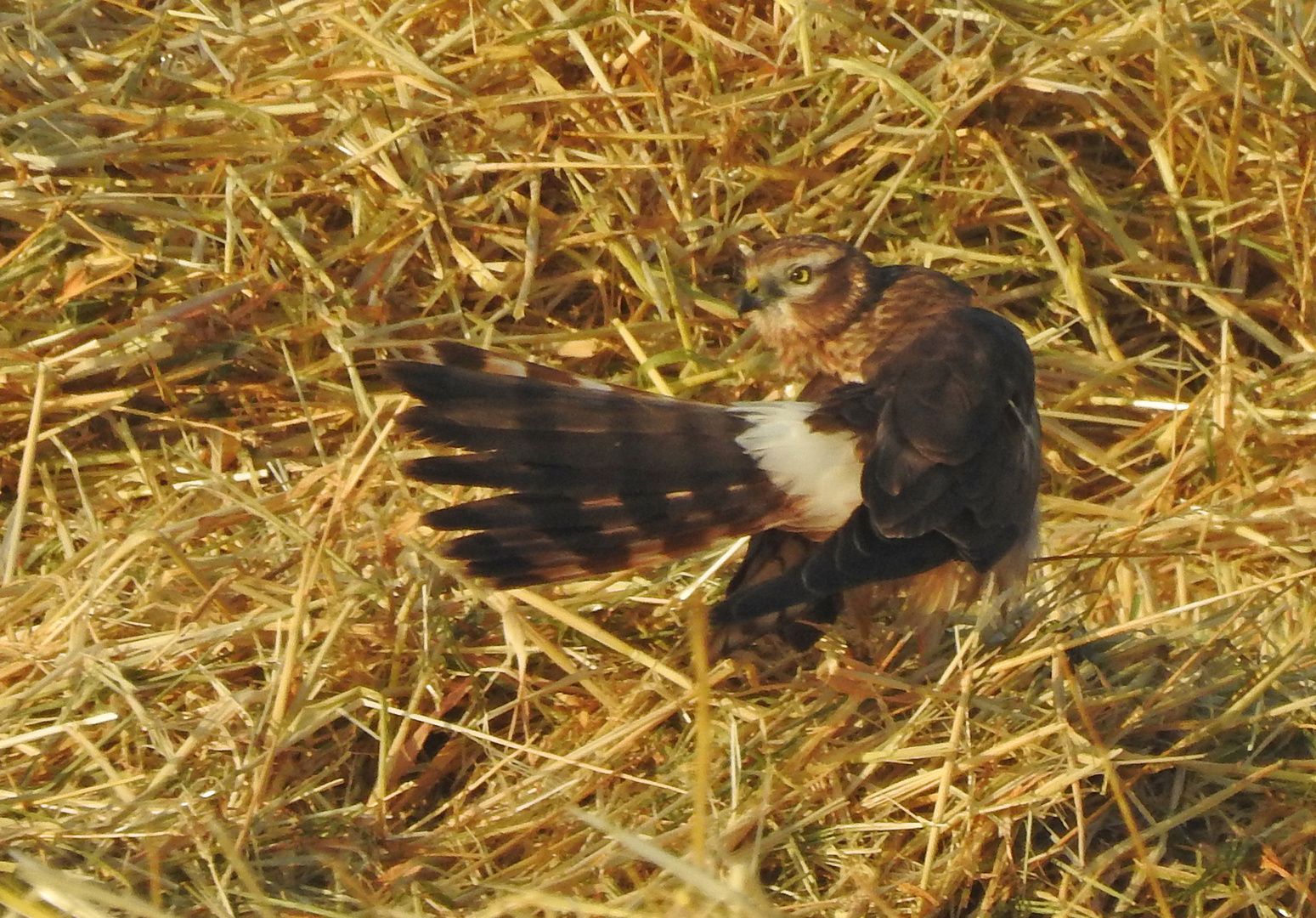 Den 6. Sommer in Folge hier Brutvogel