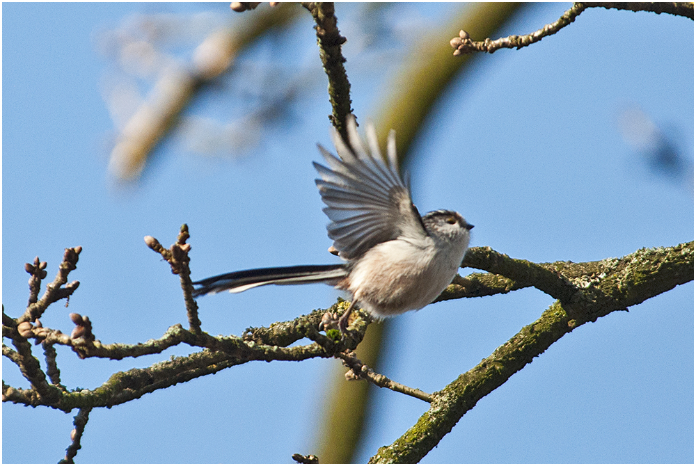 Den Abflug machte die Schwanzmeise . . .