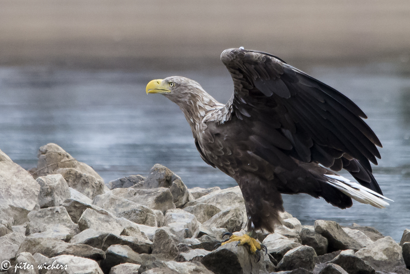 Den adulten Seeadler..