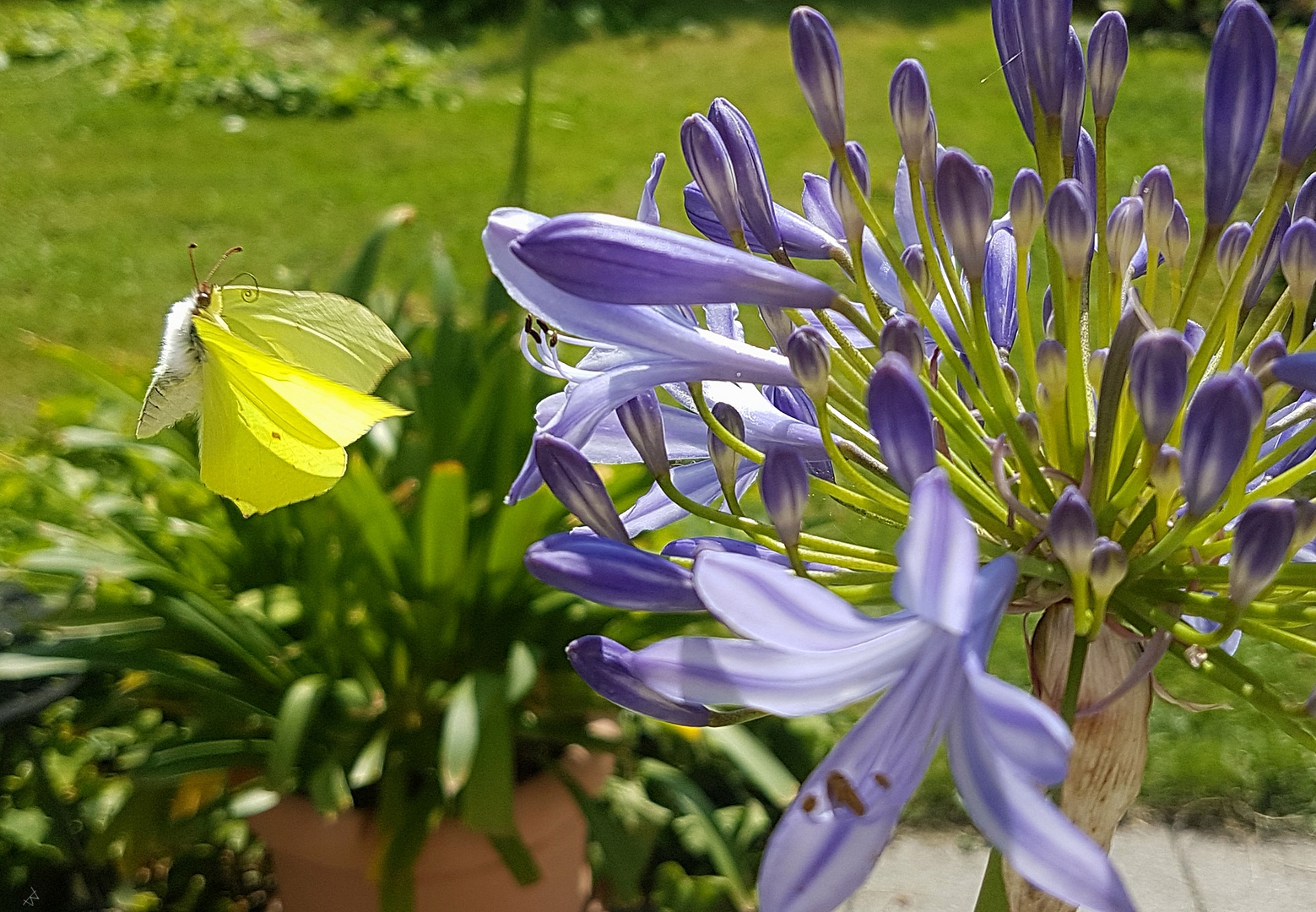 Den Agapanthus mag er 