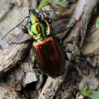 Den Agonum sexpunctatum-Laufkäfer 