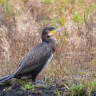 den Angelteich hatte sich auch ein Kormoran als Ausflugsziel ausgesucht