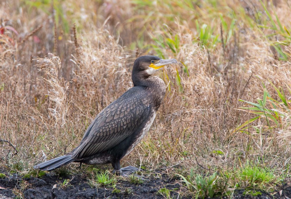 den Angelteich hatte sich auch ein Kormoran als Ausflugsziel ausgesucht