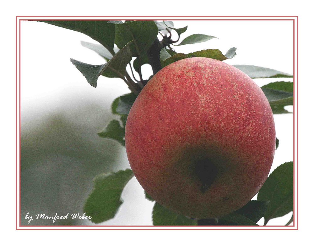 Den Apfel aus Nachbars Garten …