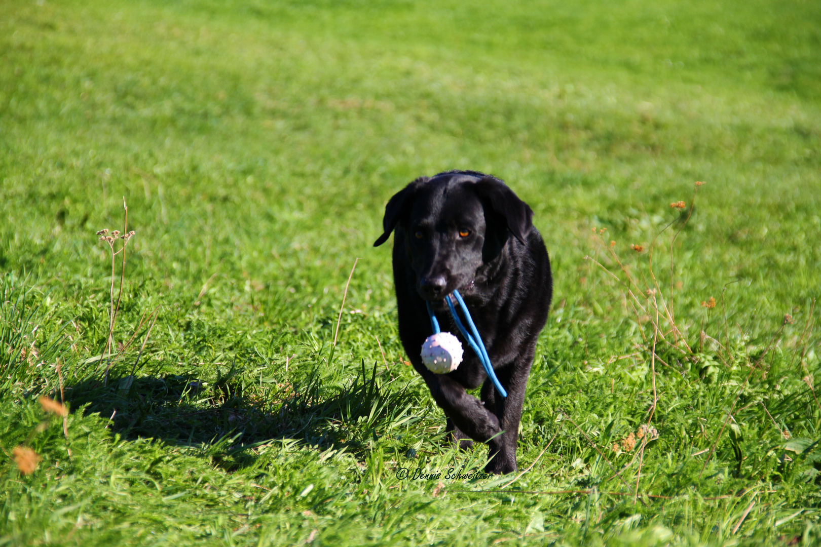 Den Ball hab ich mir geholt