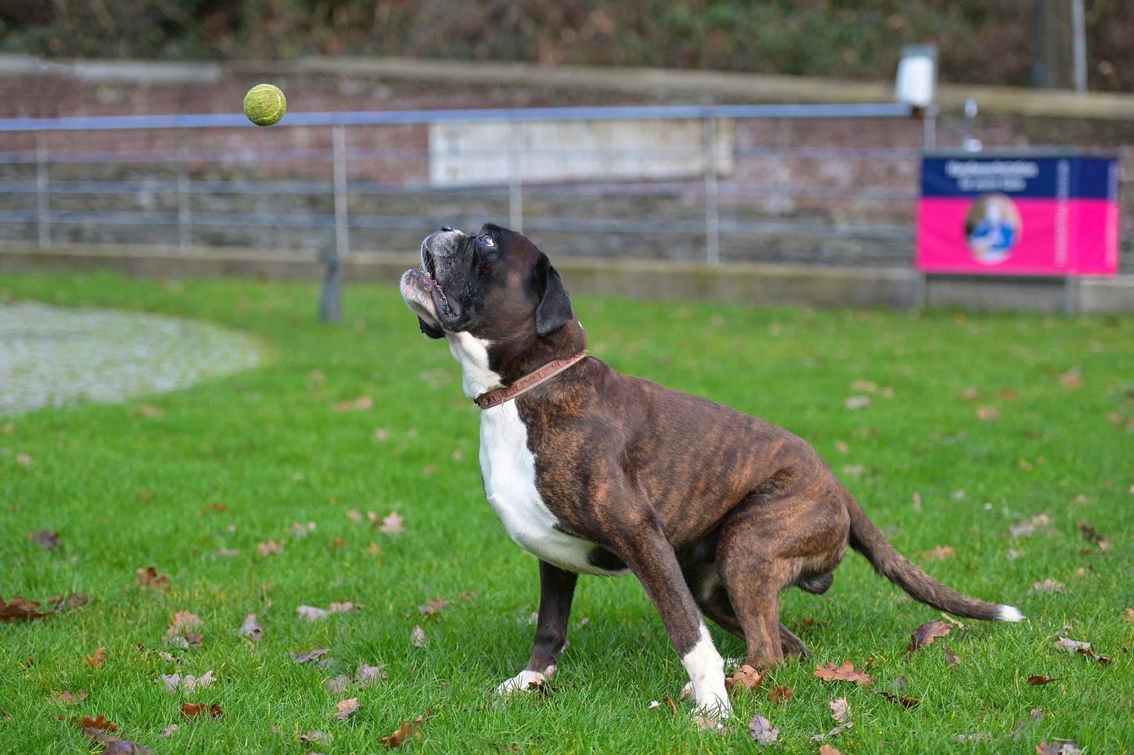 Den Ball im Blick