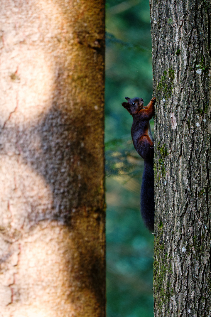 Den Baum erklimmen