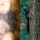 Den Baum erklimmen