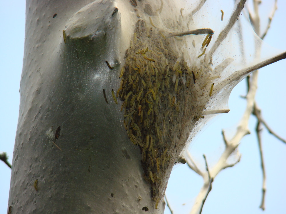 Den Baum fest im Griff