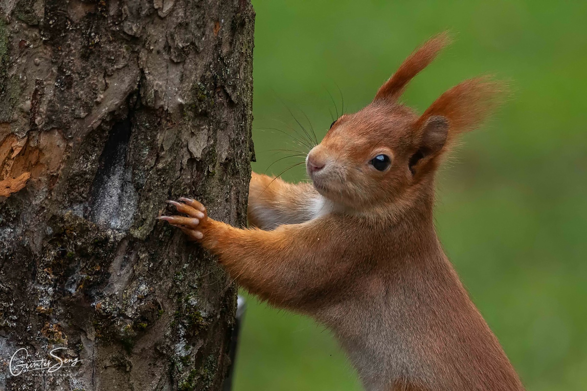 Den Baum schmeiss ich um !!!