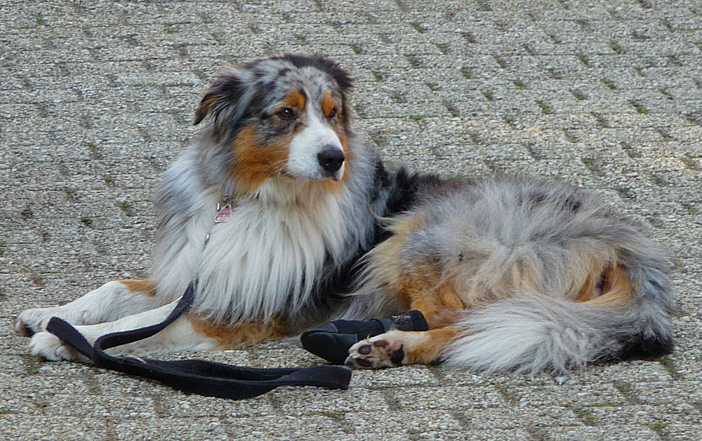 Den berühmten bunten Hund aus dem Sprichwort gefunden ...