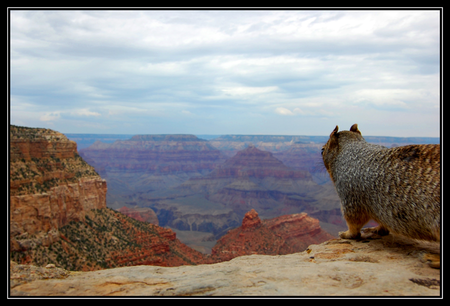 den besten Ausblick auf den Grand Canyon...