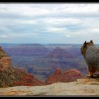 den besten Ausblick auf den Grand Canyon...