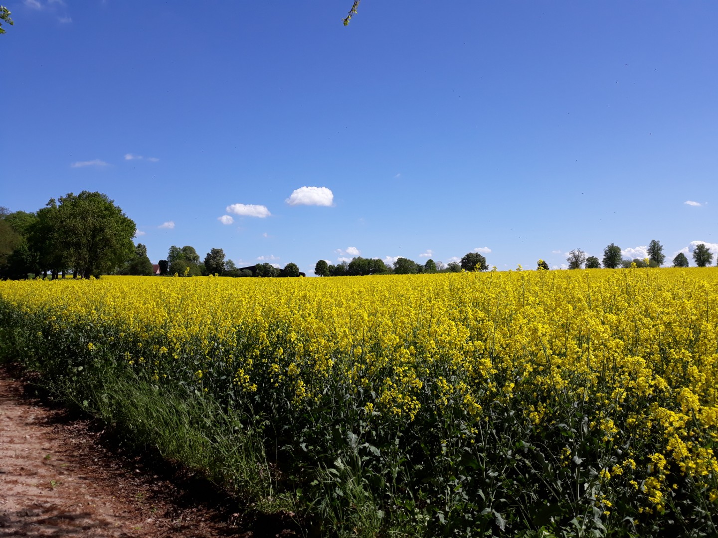 Den Bienen als Nahrung dem Imker zur Freude 