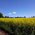 Den Bienen als Nahrung dem Imker zur Freude 