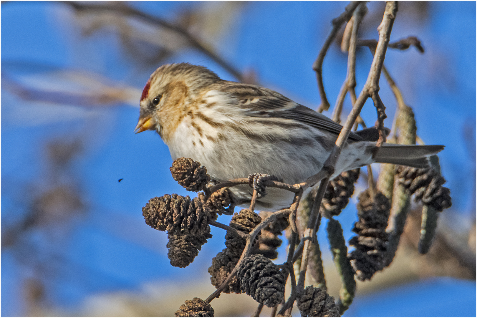 Den Birkenzeisig  (Acanthis flammea, Syn.: Carduelis flammea) . . .