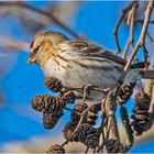 Den Birkenzeisig  (Acanthis flammea, Syn.: Carduelis flammea) . . .