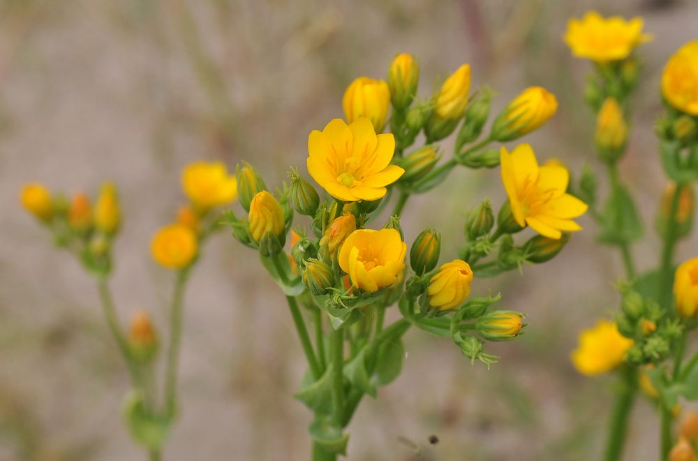 Den Bitterling (Blackstonia perfoliata)