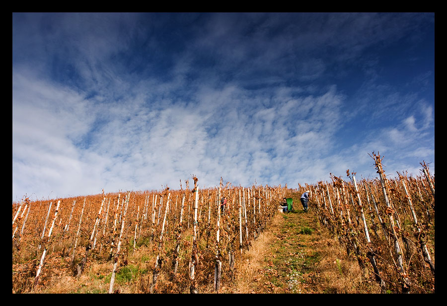 Den blauen Himmel bei der Weinlese