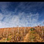 Den blauen Himmel bei der Weinlese