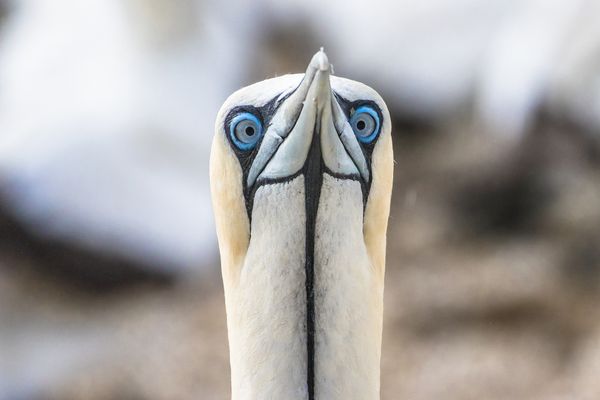 den blauen lidschatten tragen wir hier alle!