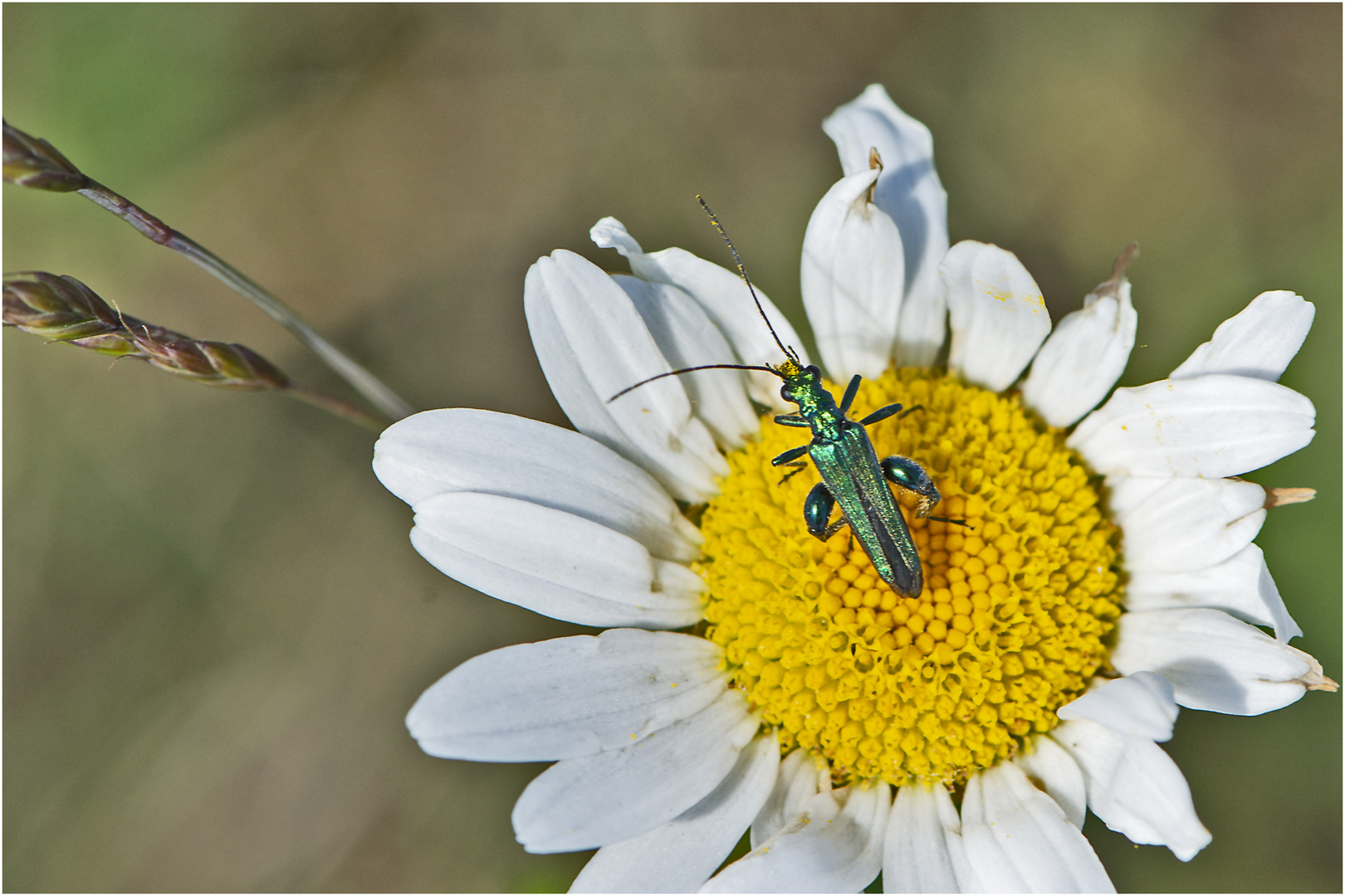 Den Blaugrünen Schenkelkäfer (Oedemera nobilis) . . .