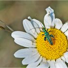 Den Blaugrünen Schenkelkäfer (Oedemera nobilis) . . .