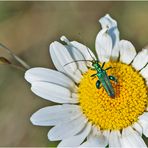 Den Blaugrünen Schenkelkäfer (Oedemera nobilis) . . .