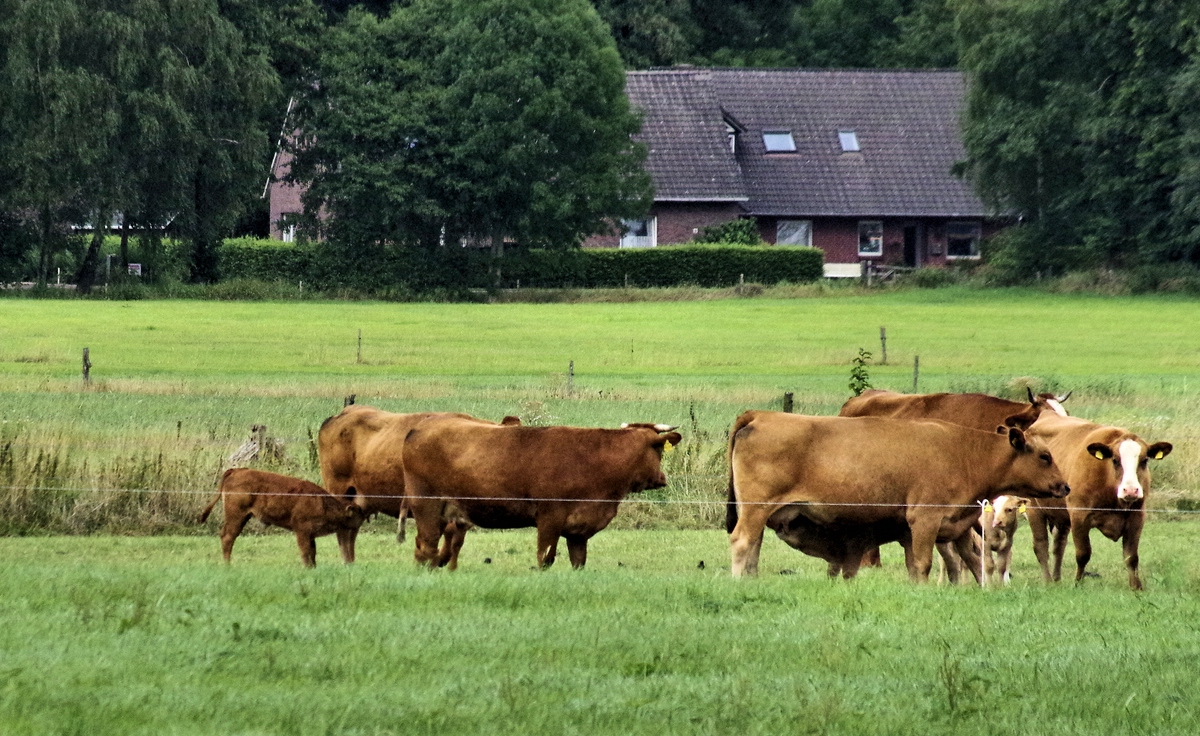 Den Blick auf glückliche Rinder 