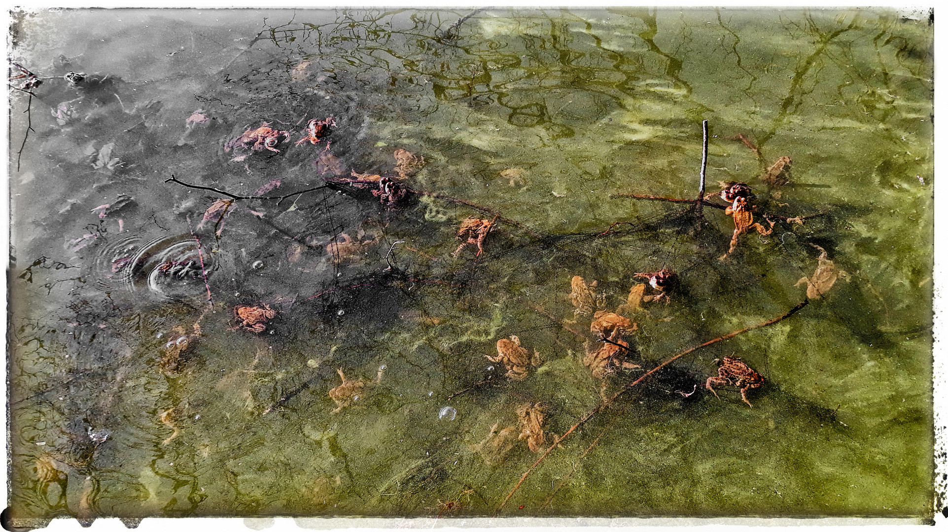 DEN BLICK DURCHS TRÜBE WASSER 2....