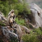 Den Blick nach Pushkar gerichtet