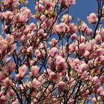 Den Blütenhöhepunkt hat dieser Magnolienbaum fast erreicht, Foto von heute, im Moment hagelt es.