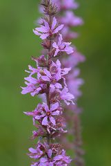 den Blut Weiderich (Lythrum salicaria)