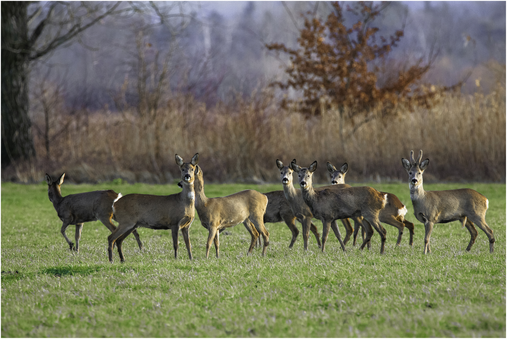 Den Bock mit seinem Harem 