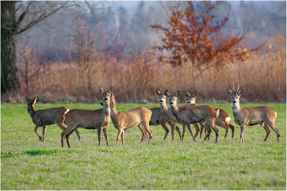 Den Bock mit seinem Harem 