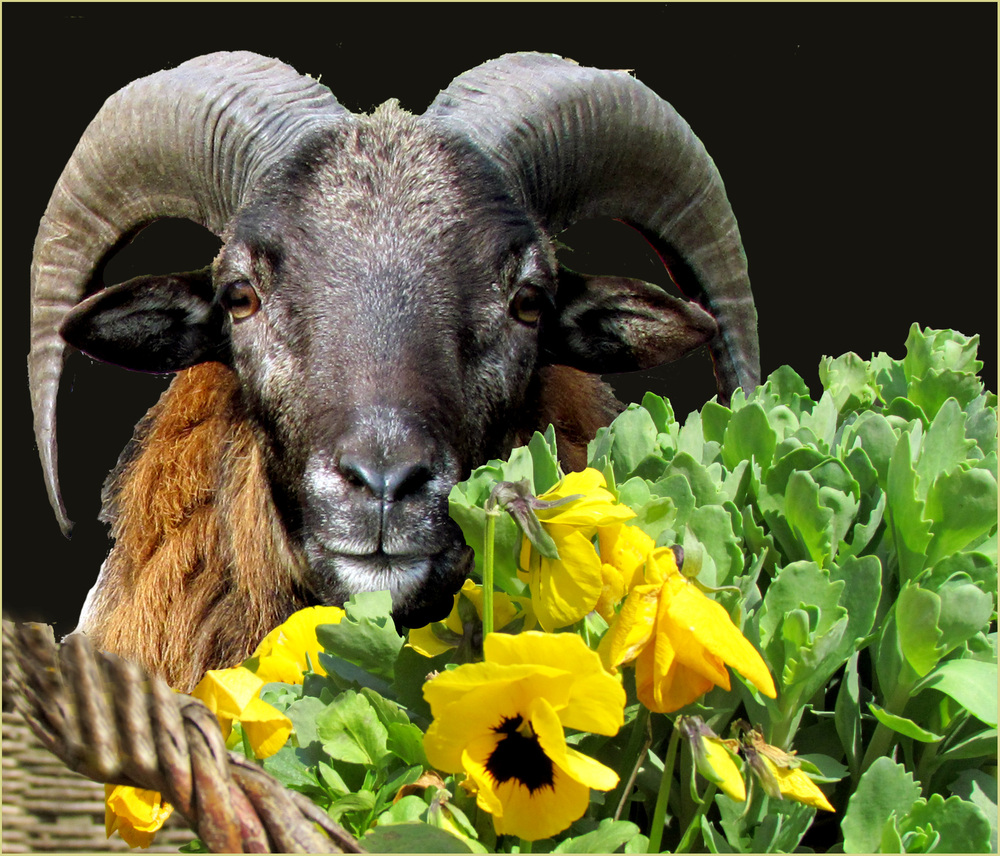 den Bock zum Gärtner machen Foto & Bild spezial, natur, blumen Bilder