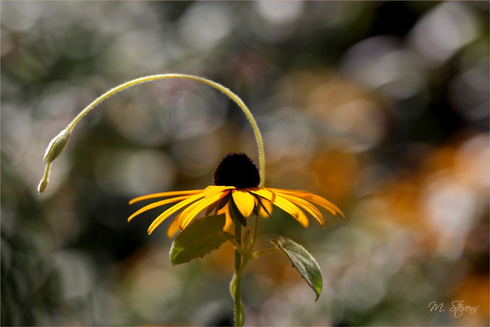 Den Bogen Foto & Bild spezial, natur, pflanzen Bilder auf