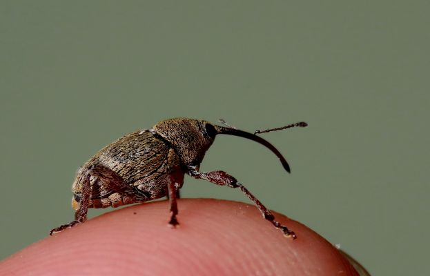 Den Bohrer traf ich gestern