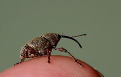 Den Bohrer traf ich gestern