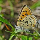 Den Braunen Feuerfalter (Lycaena tityrus) . . .