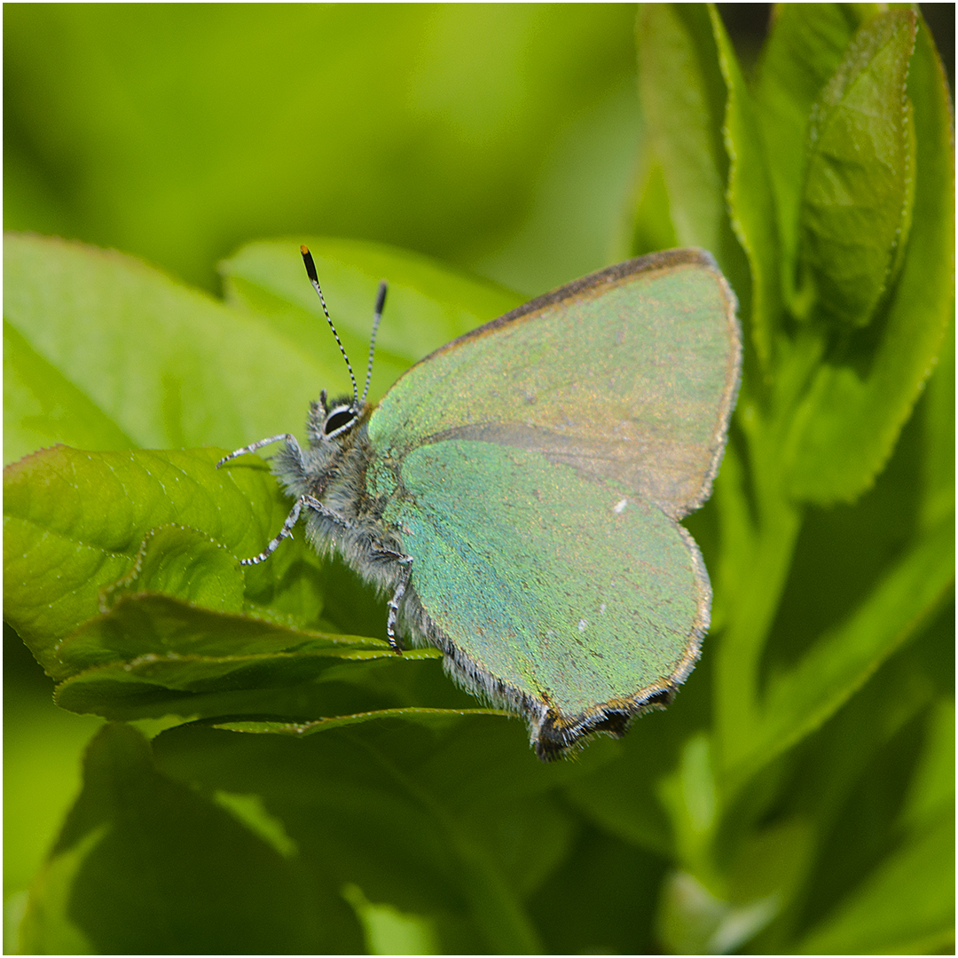 Den Brombeer- oder Grünen Zipfelfalter  (Callophrys rubi) . . . 